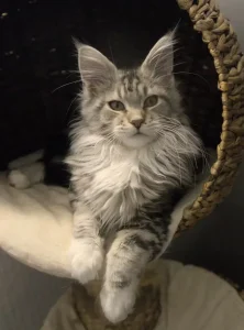 Pourquoi le chat
