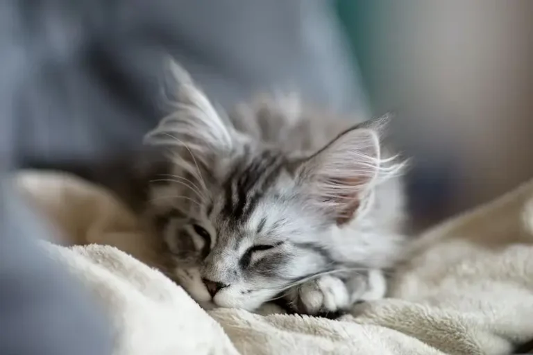 Le chat c&rsquo;est top
