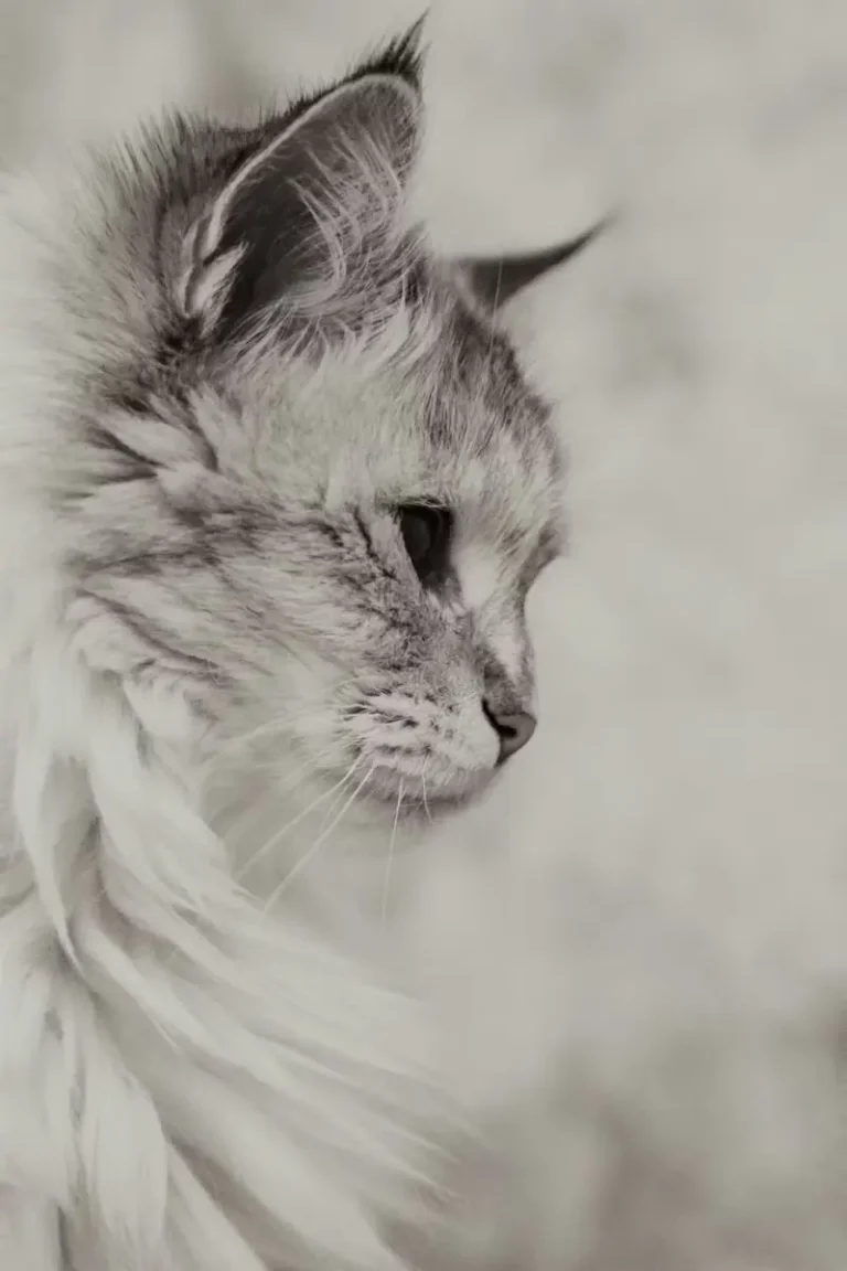 le monde du Maincoon !