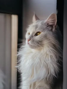 Le Maincoon