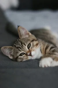 Chaton couché sur le flanc