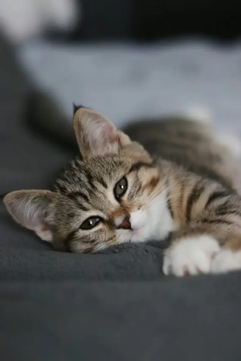 Chaton couché sur le flanc